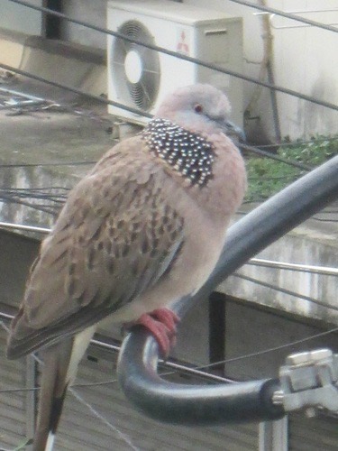 นกเขาใหญ่ · Spotted Dove · Spilopelia chinensis