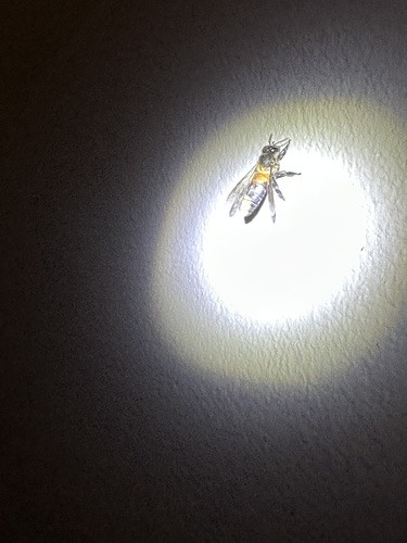 ผึ้งหลวง · Giant Honey Bee · Apis dorsata
