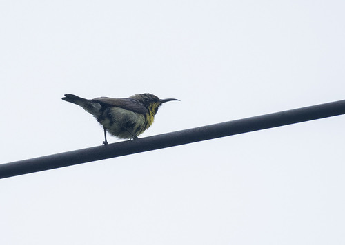 นกกินปลีดำม่วง · Purple Sunbird · Cinnyris asiaticus