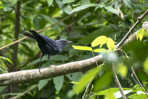 นกเอี้ยงถ้ำ · Blue Whistling-Thrush · Myophonus caeruleus