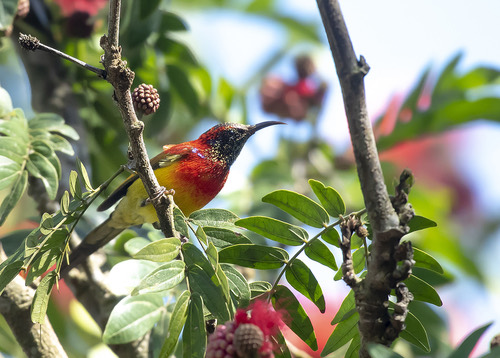 นกกินปลีหางยาวคอสีฟ้า · Mrs. Gould's Sunbird · Aethopyga gouldiae