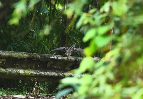 นกปากซ่อมดง · Eurasian Woodcock · Scolopax rusticola