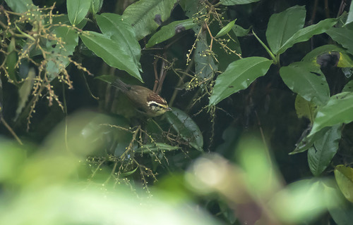 นกมุ่นรกหัวน้ำตาลแดง · Rufous-winged Fulvetta · Schoeniparus castaneceps