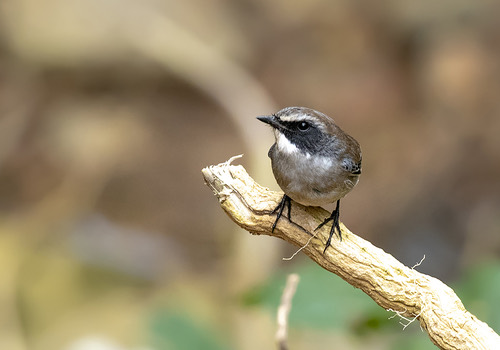 นกยอดหญ้าสีเทา · Grey Bushchat · Saxicola ferreus
