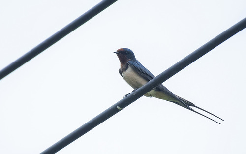 นกนางแอ่นบ้าน · Barn Swallow · Hirundo rustica