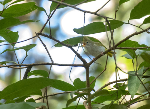 นกภูหงอนท้องขาว · White-bellied Erpornis · Erpornis zantholeuca