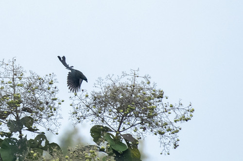 นกกาแวน · Racket-tailed Treepie · Crypsirina temia