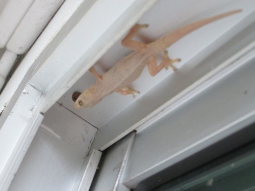 จิ้งจกบ้านหางหนาม · Asian House Gecko · Hemidactylus frenatus