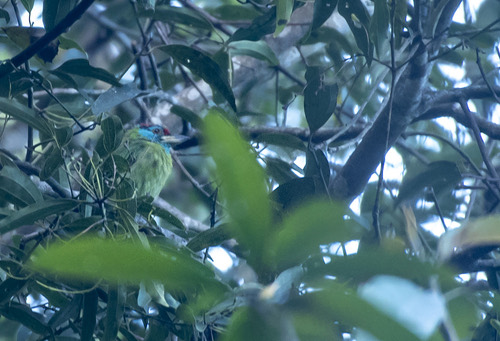 นกโพระดกคอสีฟ้า · Blue-throated Barbet · Psilopogon asiaticus
