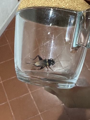 จิ้งหรีดทองดำ · Southern Field Cricket · Gryllus bimaculatus