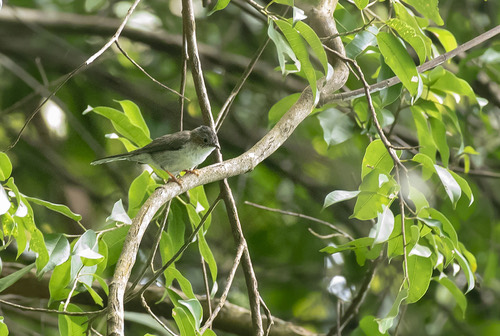 นกภูหงอนหัวลาย นกภูหงอนหัวน้ำตาลแดง · Striated Yuhina · Staphida castaniceps