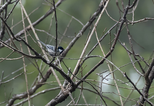 นกติ๊ดแก้มขาว · Asian Tit · Parus cinereus