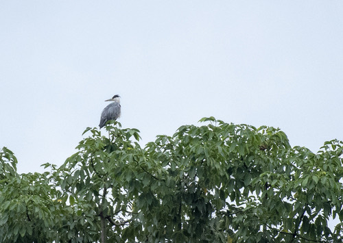 นกกระสานวล · Grey Heron · Ardea cinerea