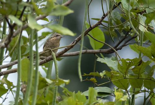 นกคอพัน · Eurasian Wryneck · Jynx torquilla