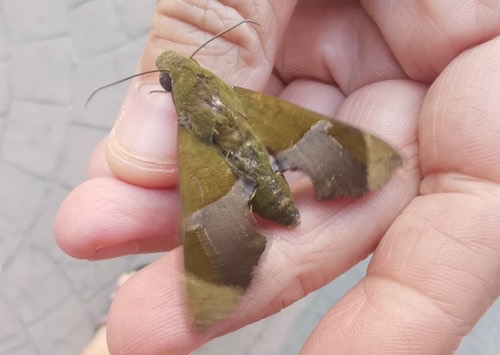 Angonyx testacea