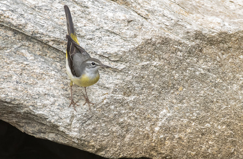 นกเด้าลมหลังเทา · Grey Wagtail · Motacilla cinerea