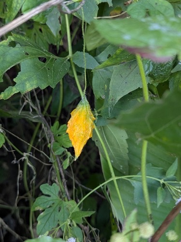 มะระ · Bitter Melon · Momordica charantia