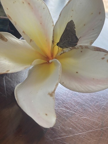 ผีเสื้อปาล์มใหญ่ · Plain Palm-Dart · Cephrenes acalle