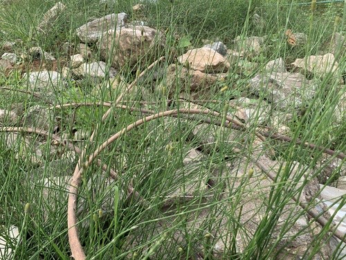 หญ้าถอดปล้อง · Branched Horsetail · Equisetum ramosissimum