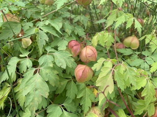 โคกกระออม · Lesser Balloon Vine · Cardiospermum halicacabum