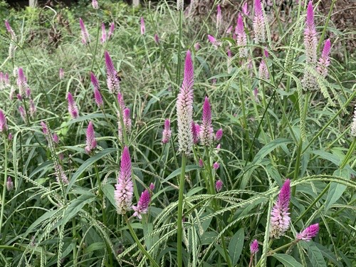 หงอนไก่ · Quail Grass · Celosia argentea