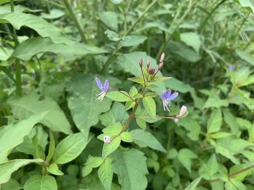 ผักเสี้ยนขน · Purple Cleome · Cleome rutidosperma