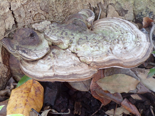 เห็ดหูช้าง · artist's bracket · Ganoderma applanatum