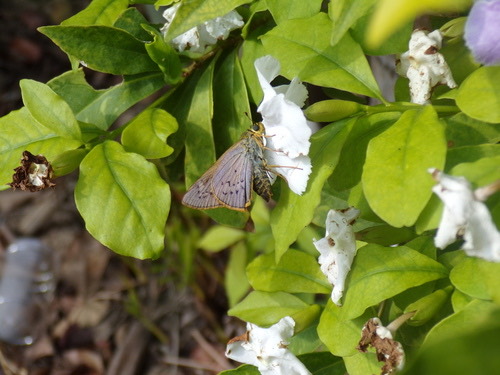 ผีเสื้อปาล์มใหญ่ · Plain Palm-Dart · Cephrenes acalle