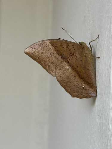 ผีเสื้อไผ่ลายธรรมดา · Common Duffer · Discophora sondaica