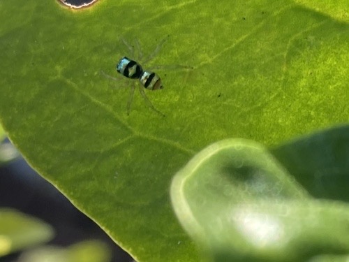 Banded Phintella · Phintella vittata