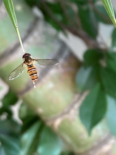 Black-banded Hover Fly · Episyrphus viridaureus