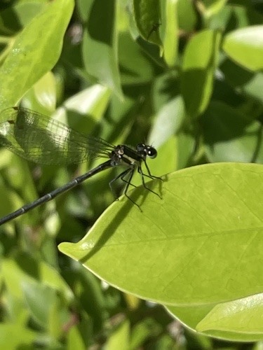 แมลงปอเข็มพุ่มดำ · Marsh Dancer · Onychargia atrocyana