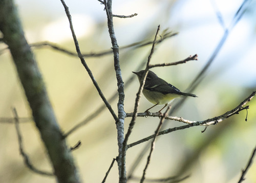 นกกระจิ๊ดธรรมดา · Yellow-browed Warbler · Phylloscopus inornatus