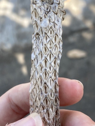 งูเขียวพระอินทร์ · Golden Tree Snake · Chrysopelea ornata