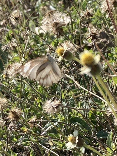 ผีเสื้อหนอนใบกุ่มเส้นดำ · Striped Albatross · Appias libythea