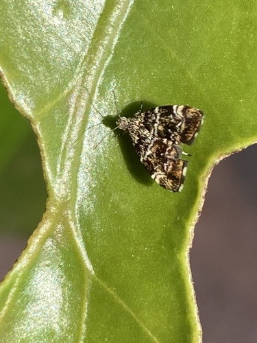 Choreutis ophiosema