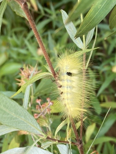 Grote's Tussock Moth · Calliteara grotei