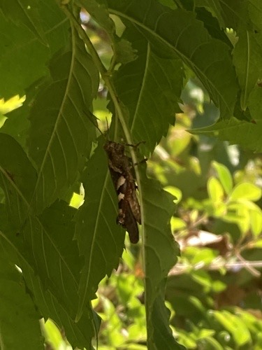 ตั๊กแตนขาลายแข้งแดง · Rufous-legged Grasshopper · Xenocatantops humilis