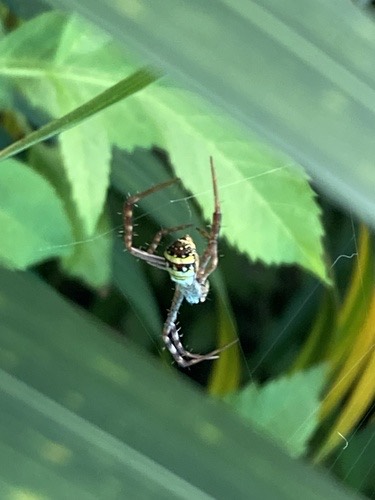 แมงมุมนุ่งซิ่นหลากสี แมงมุมนุ่งซิ่นใหญ่ ฯลฯ · Signature Spiders · Argiope versicolor