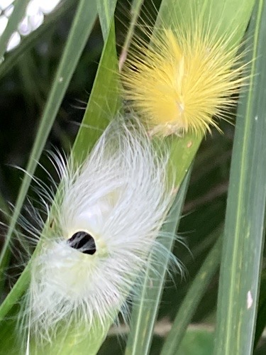 Grote's Tussock Moth · Calliteara grotei