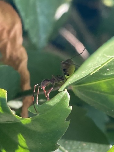 มวนถั่วฝักยาว · Riptortus pedestris
