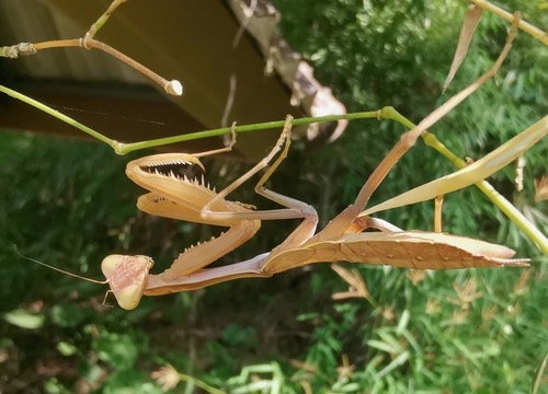Giant Burmese Mantis · Hierodula pistillinota
