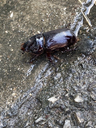 ด้วงแรดมะพร้าว · Coconut Rhinoceros Beetle · Oryctes rhinoceros