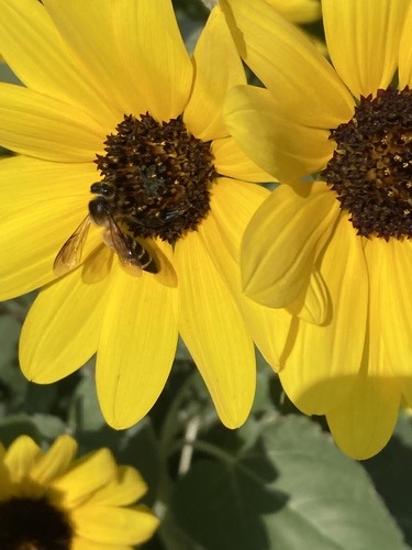 ผึ้งหลวง · Giant Honey Bee · Apis dorsata