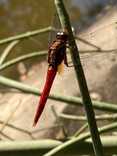 แมลงปอบ้านเสือแดงเลือดนก · Brown-backed Red Marsh Hawk · Orthetrum chrysis