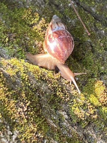 หอยทากยักษ์แอฟริกา · African Giant Snail · Lissachatina fulica