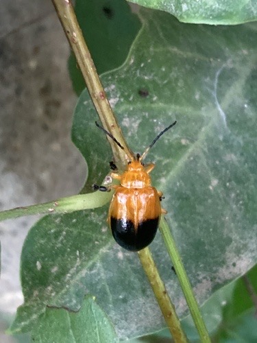 Oides palleata