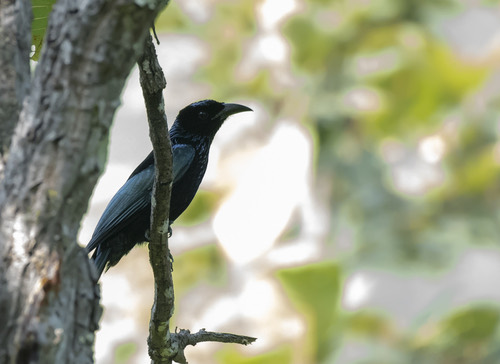 นกแซงแซวหงอนขน · Hair-crested Drongo · Dicrurus hottentottus
