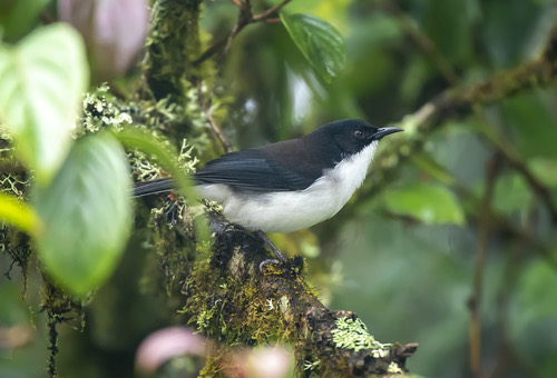 นกหางรำดำ · Black-backed Sibia · Heterophasia melanoleuca