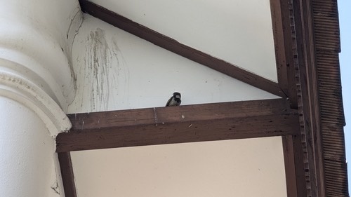 นกกระจอกใหญ่ · House Sparrow · Passer domesticus